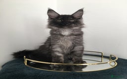 Maine Coon cats for sale: Mainecoons kittens Xl pedigree - Image 14