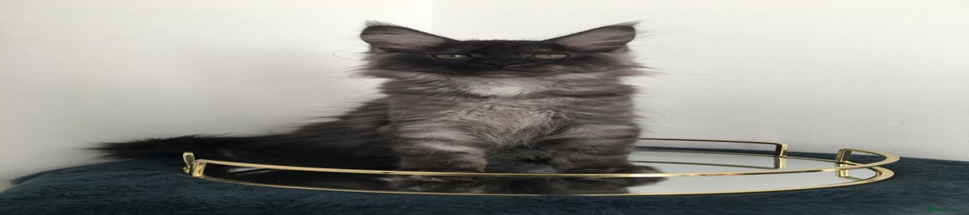 Maine Coon Kitten 5