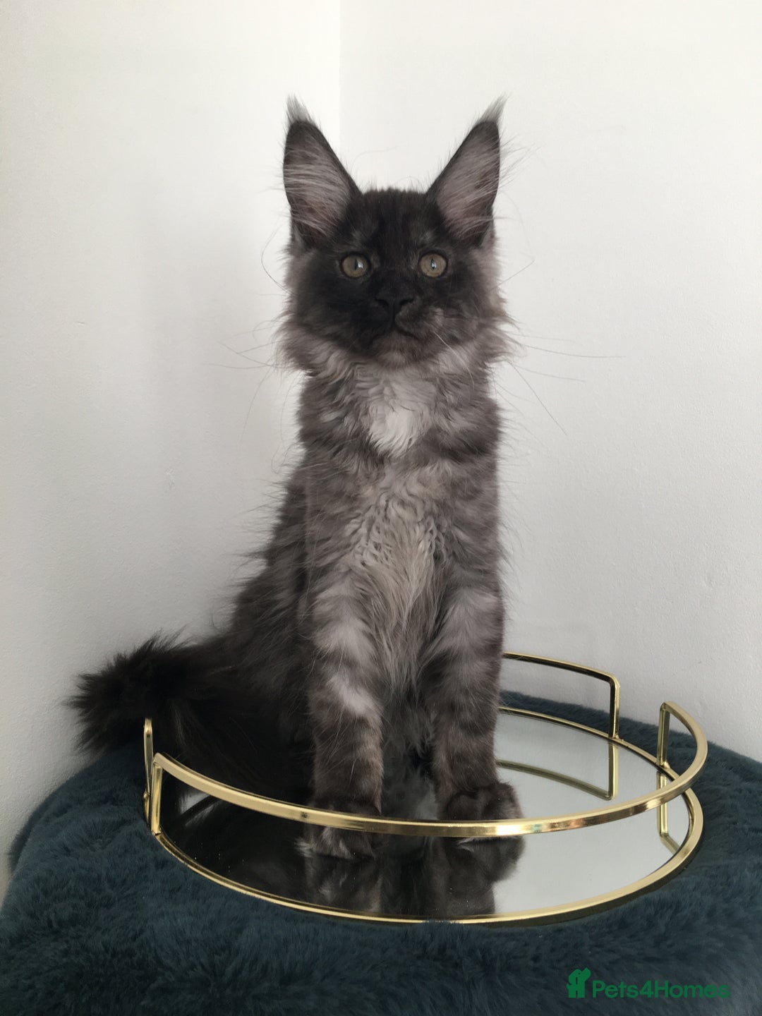 Maine Coon cats for sale: Mainecoons kittens Xl pedigree - Image 14