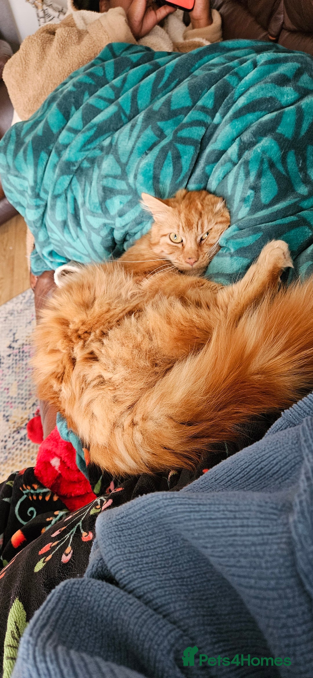 Mixed Breed cats for sale: Simba 💙  - Image 5