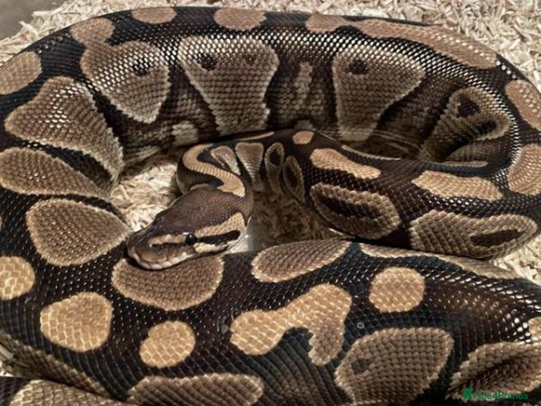 Python Snake reptiles for sale: Female royal ball python with full set up  - Image 4
