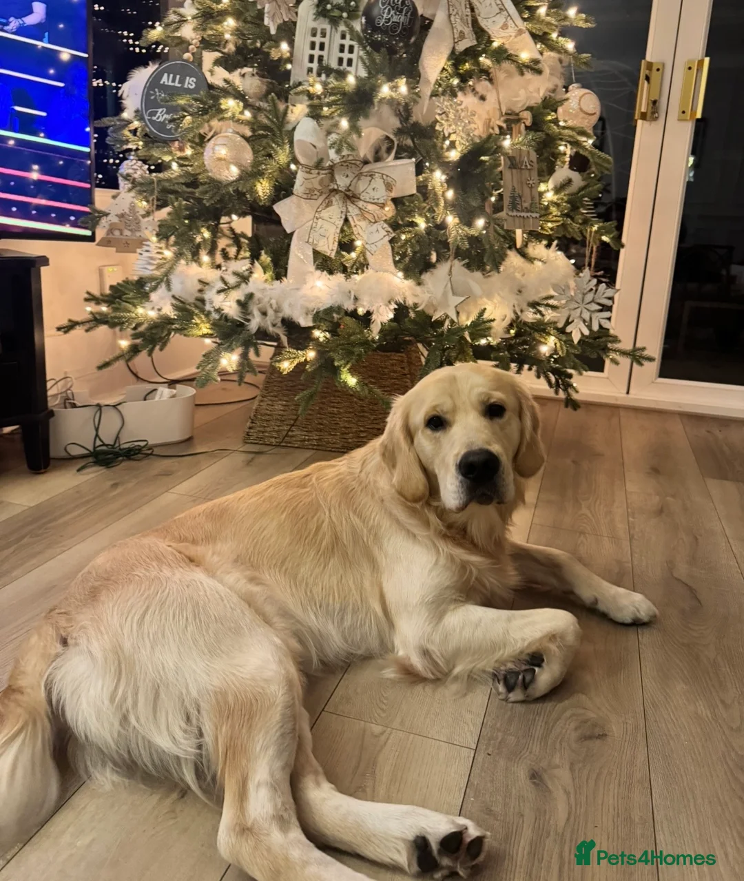 Golden Retriever dogs for stud: Show type KC registered, golden retriever for stud - Advert 3