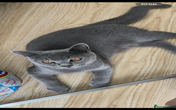 British Shorthair cats for stud: Proven British shorthair stud Leo - Image 3