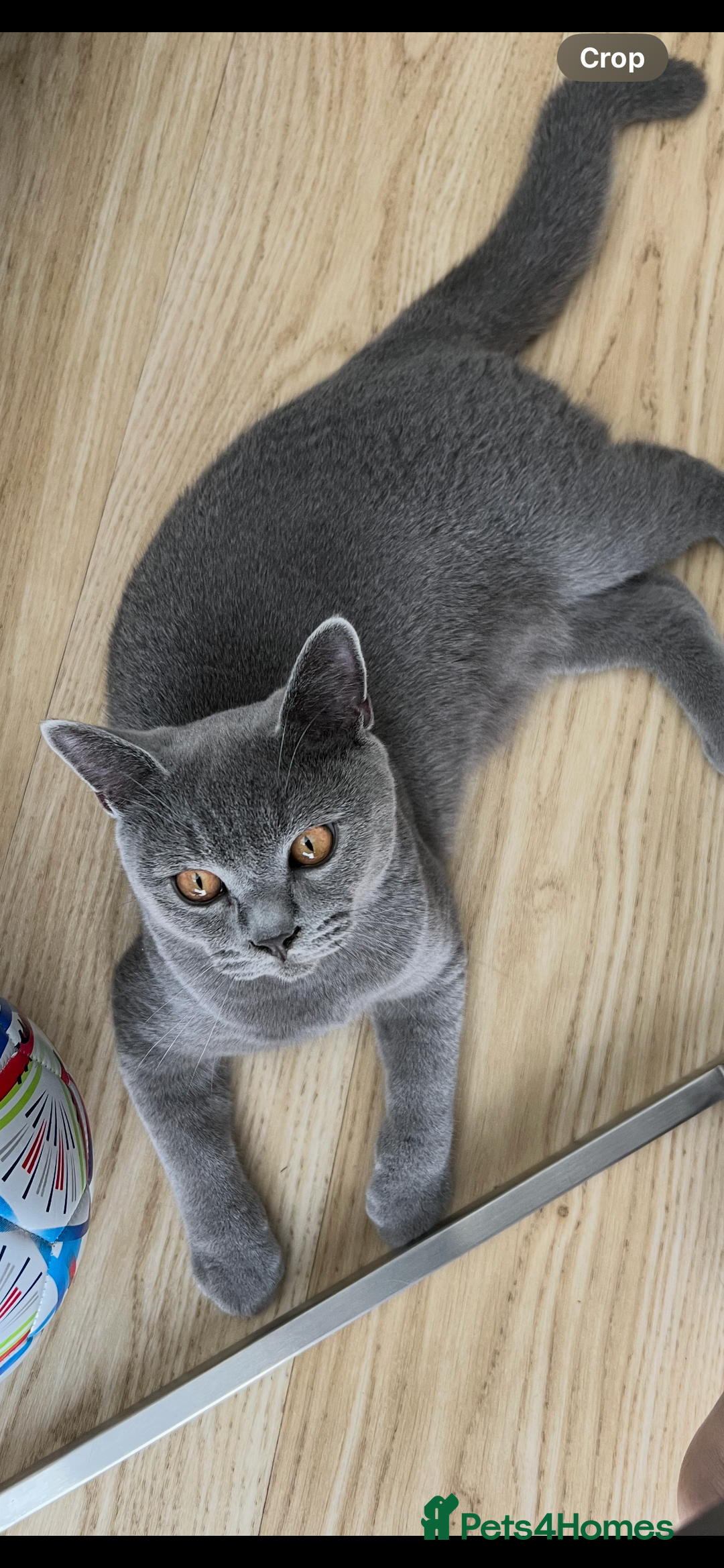 British Shorthair cats for stud: Proven British shorthair stud Leo - Image 3