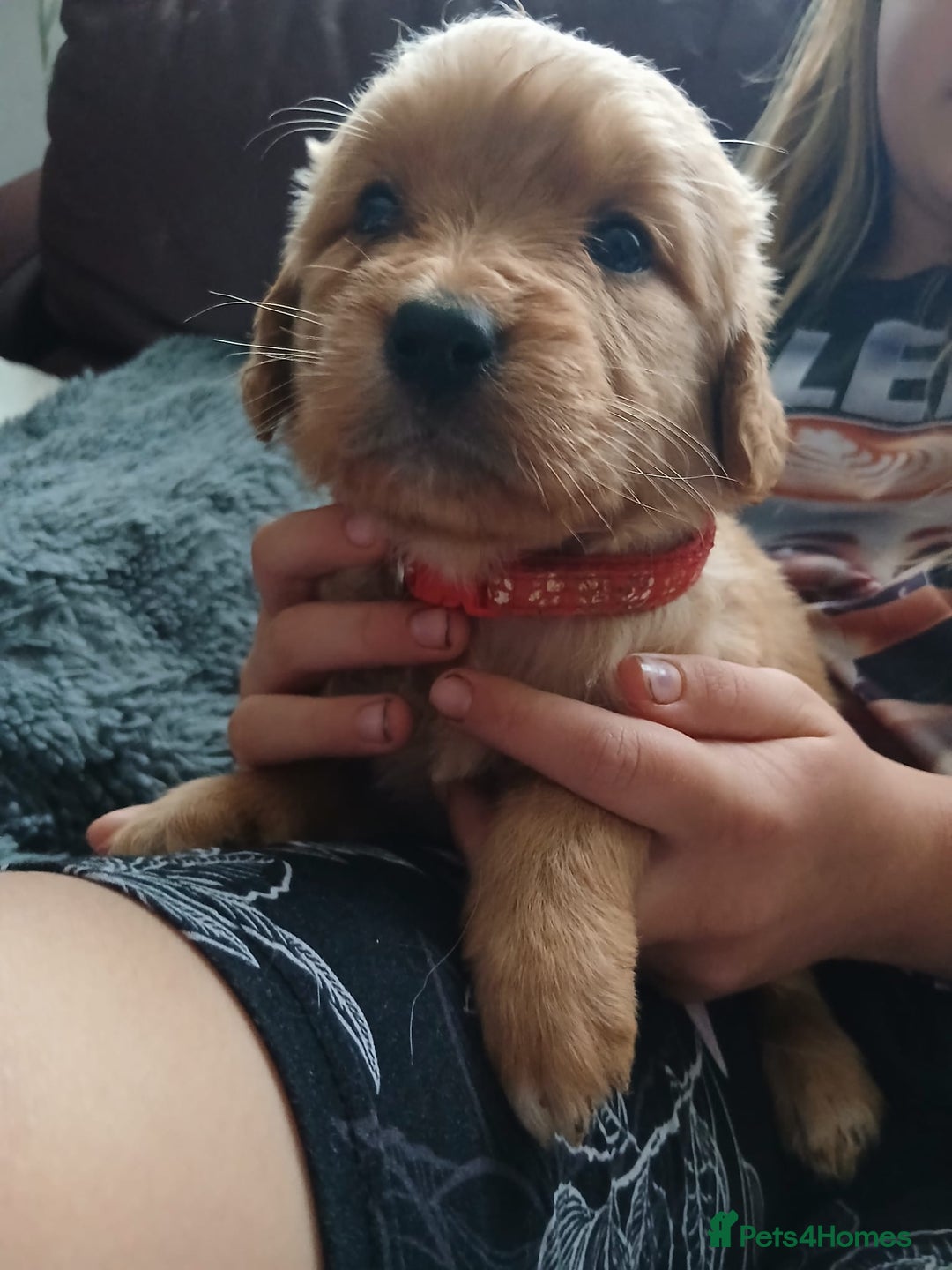 Golden Retriever dogs for sale: 🐾 Golden Retriever Puppies – Ready Soon! 🐾 - Image 24