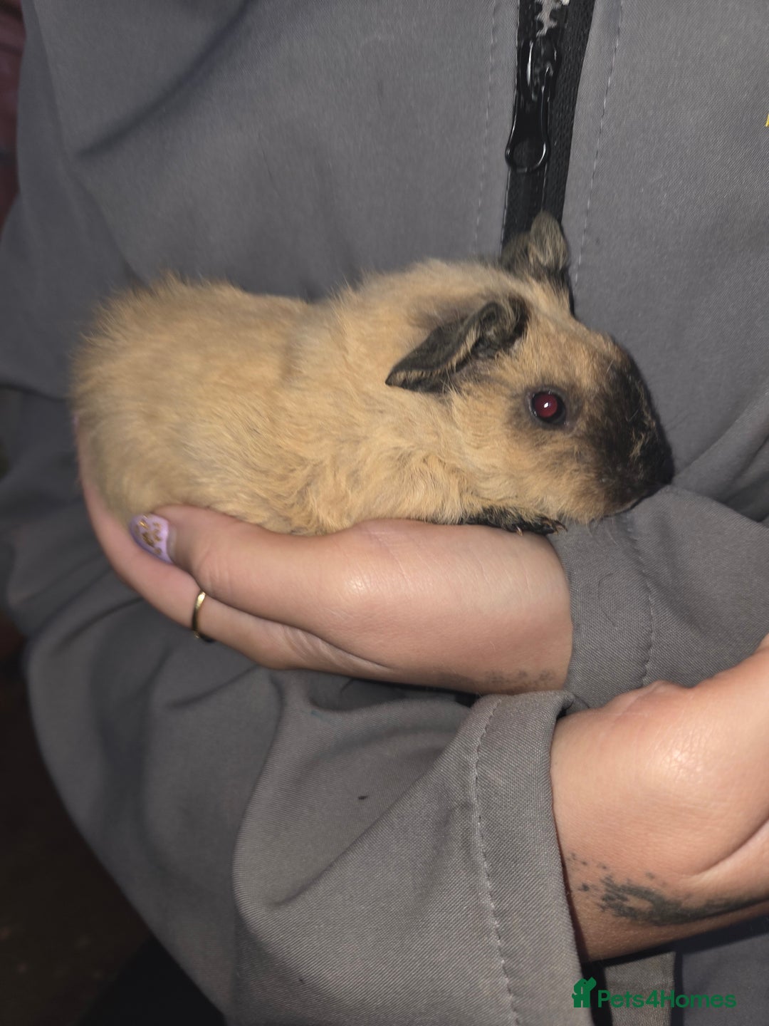 Guinea Pig rodents for sale: Baby guinea pigs - Advert 5