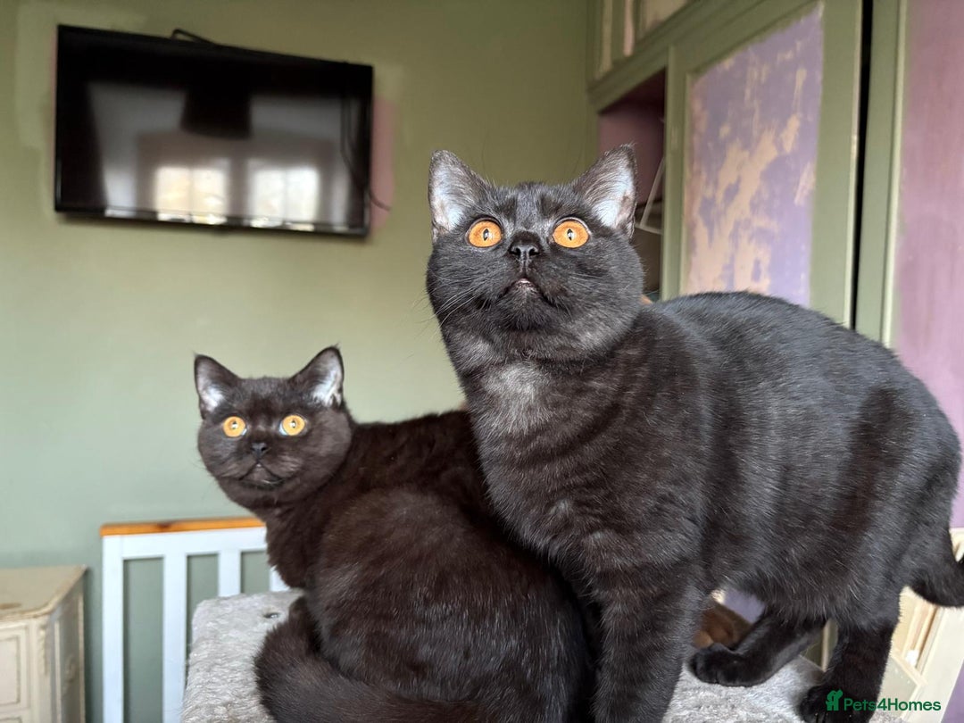 British Shorthair cats for sale: Beautiful British Shorthair kittens - Image 9