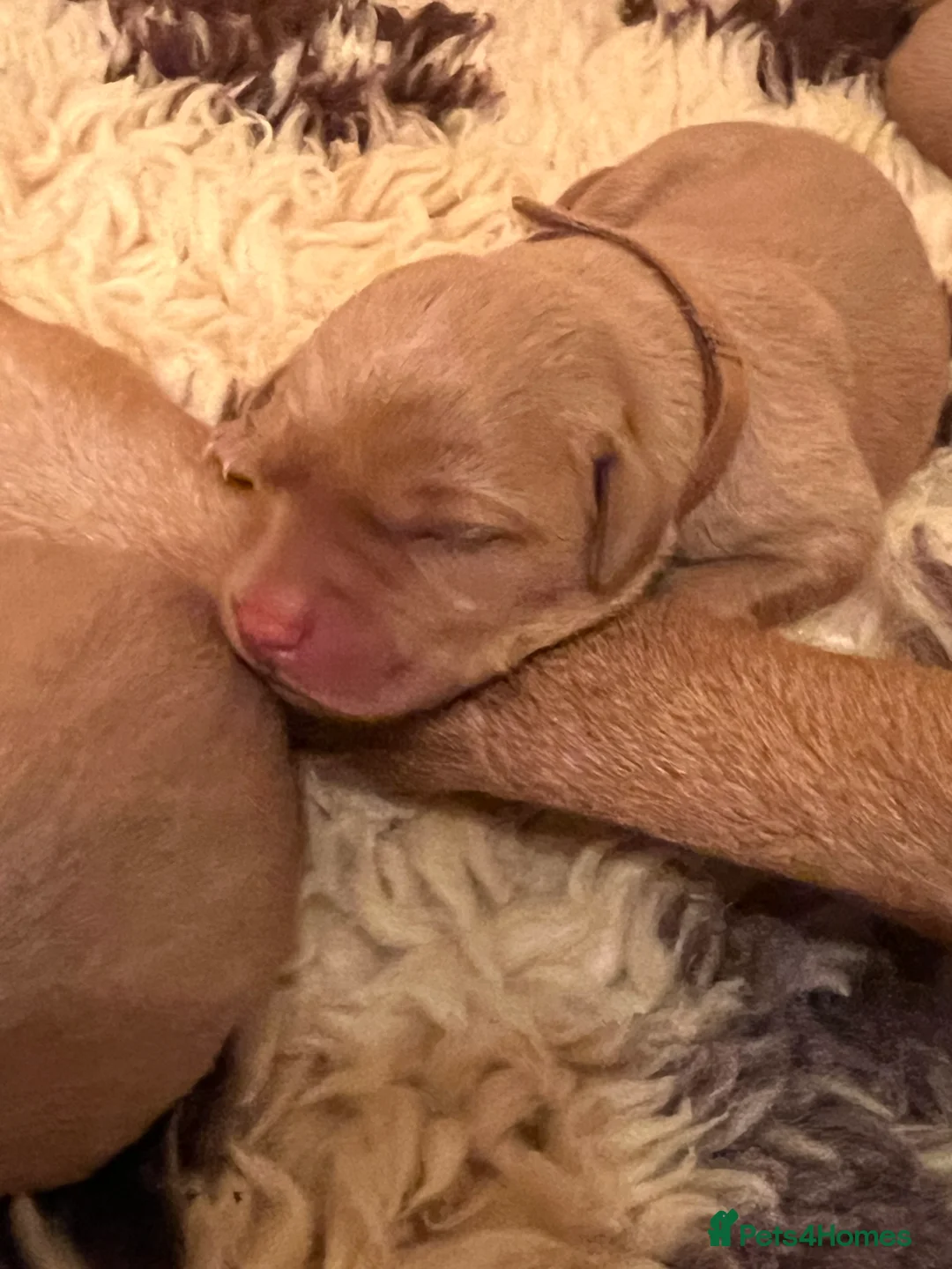 Labrador Retriever dogs for sale: Red Fox Labrador  - Advert 9