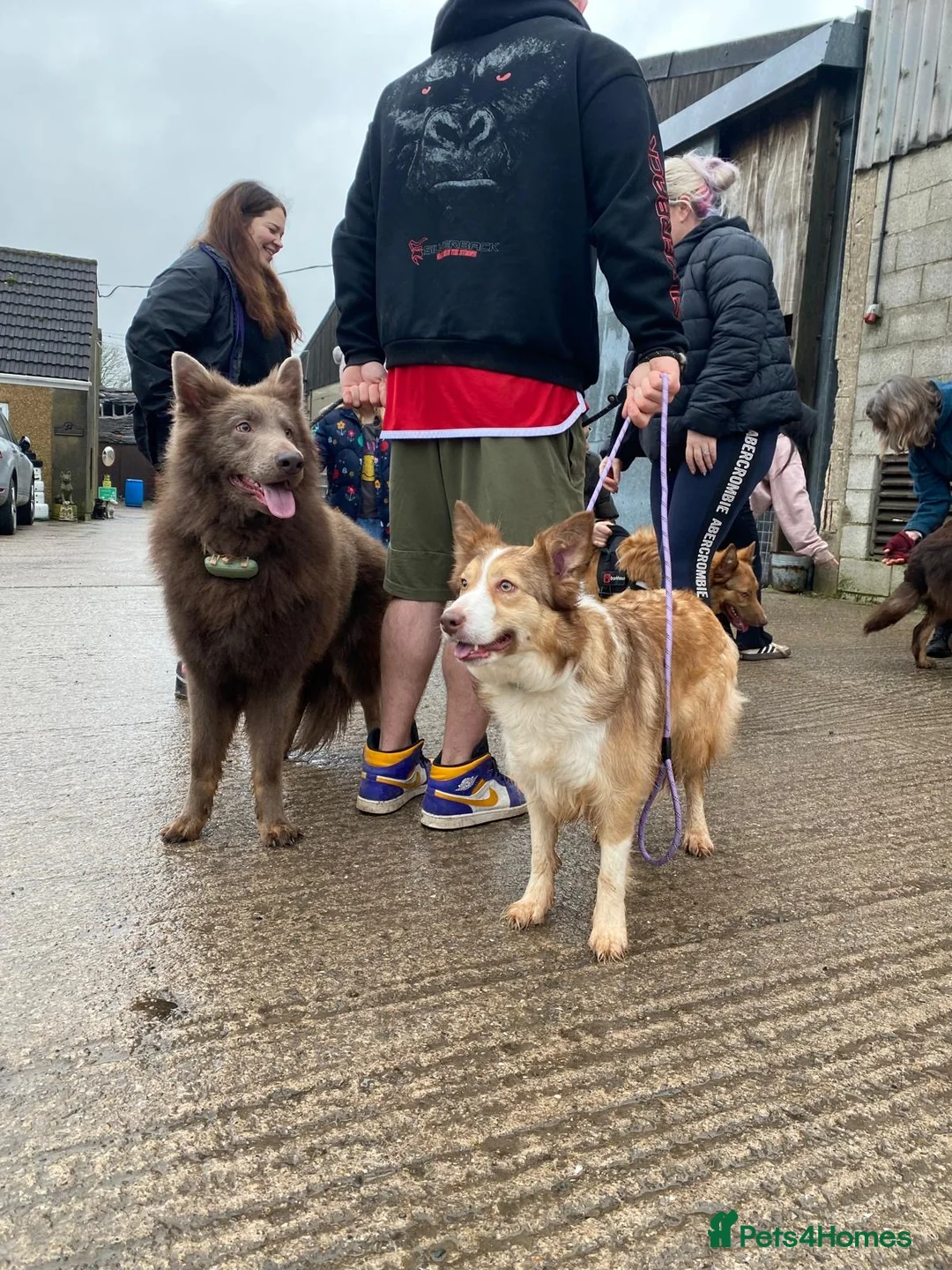 Mixed Breed dogs for sale: German shepherd x Border collie (Shollies) - Advert 2