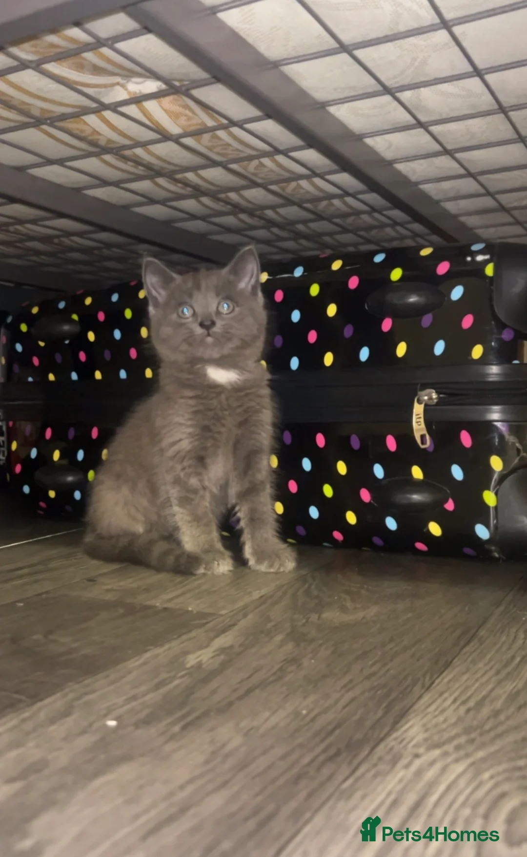 British Longhair cats for sale: Beautiful kitten  - Advert 5