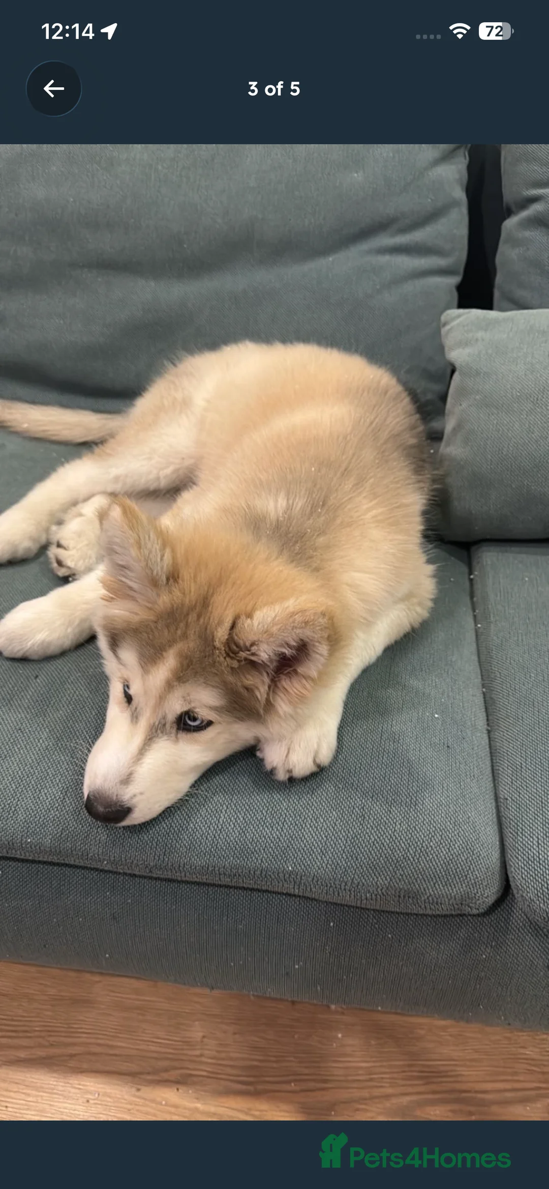 Siberian Husky dogs for sale: Siberian Husky  in London - Advert 2