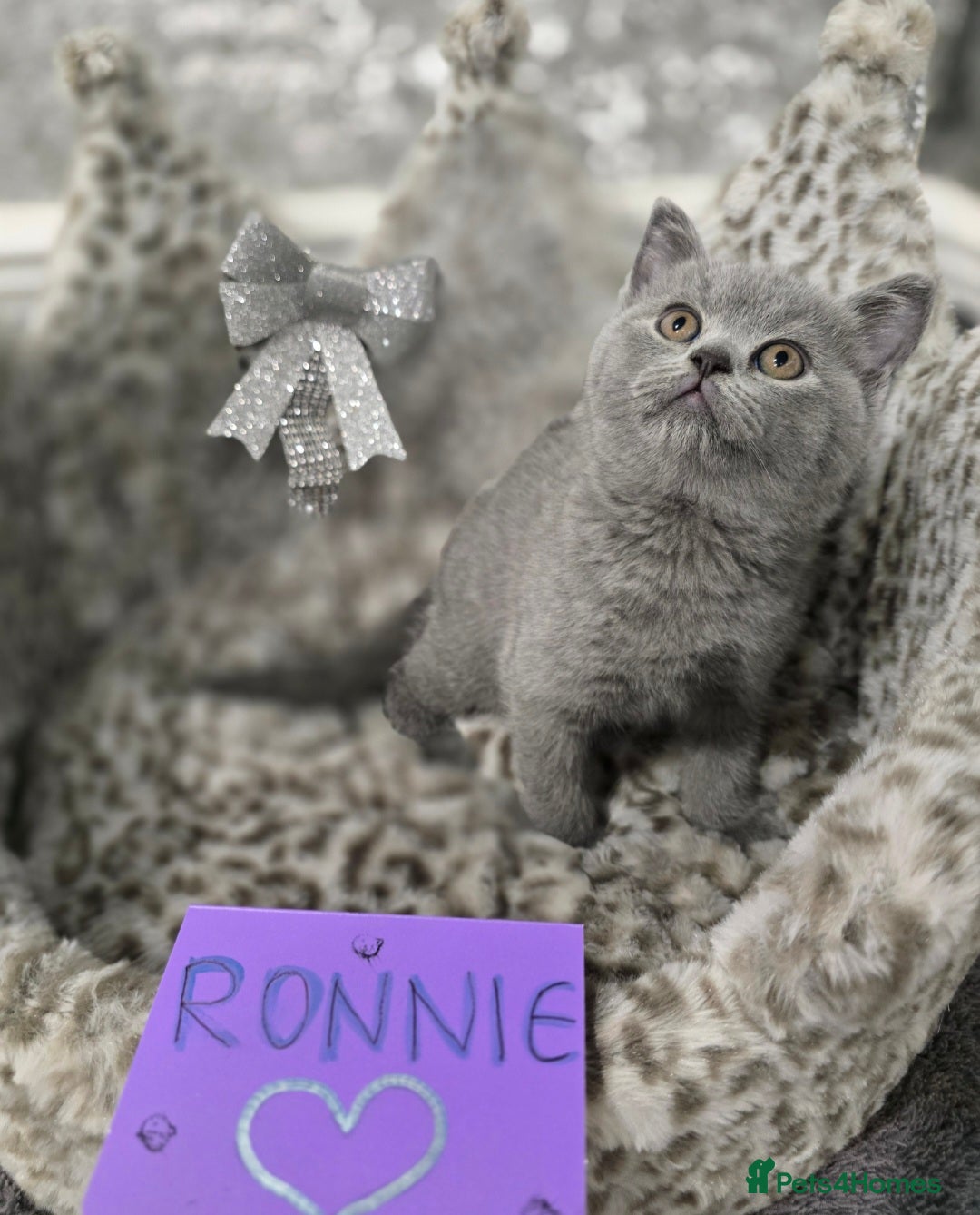 British Shorthair cats for sale: 🩷💜Beautiful British shorthair kittens 💜🩷 - Advert 36