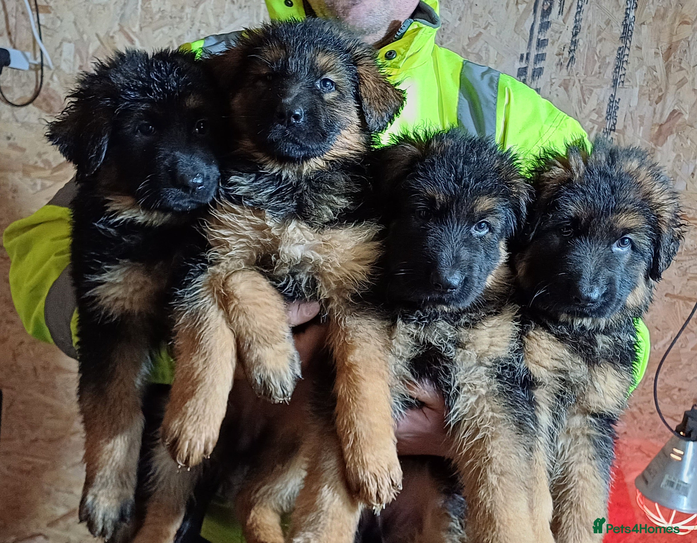 German Shepherd dogs Ready to go, long-haired German Sheperd puppies - Advert 7