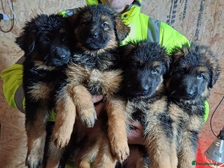 German Shepherd dogs Ready to go, long-haired German Sheperd puppies - Advert 7
