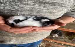 Mini Lop rabbits for sale: 4 beautiful rabbits  - Image 6