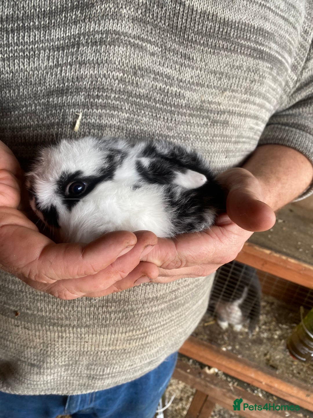 Mini Lop rabbits for sale: 4 beautiful rabbits  - Image 6