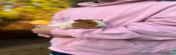 Guinea Pig rodents for sale: 2 Female Guinea Pigs  - Advert 3