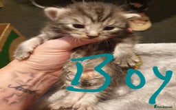 Mixed Breed cats for sale: 2 x boy, 1 x girl  - Image 3