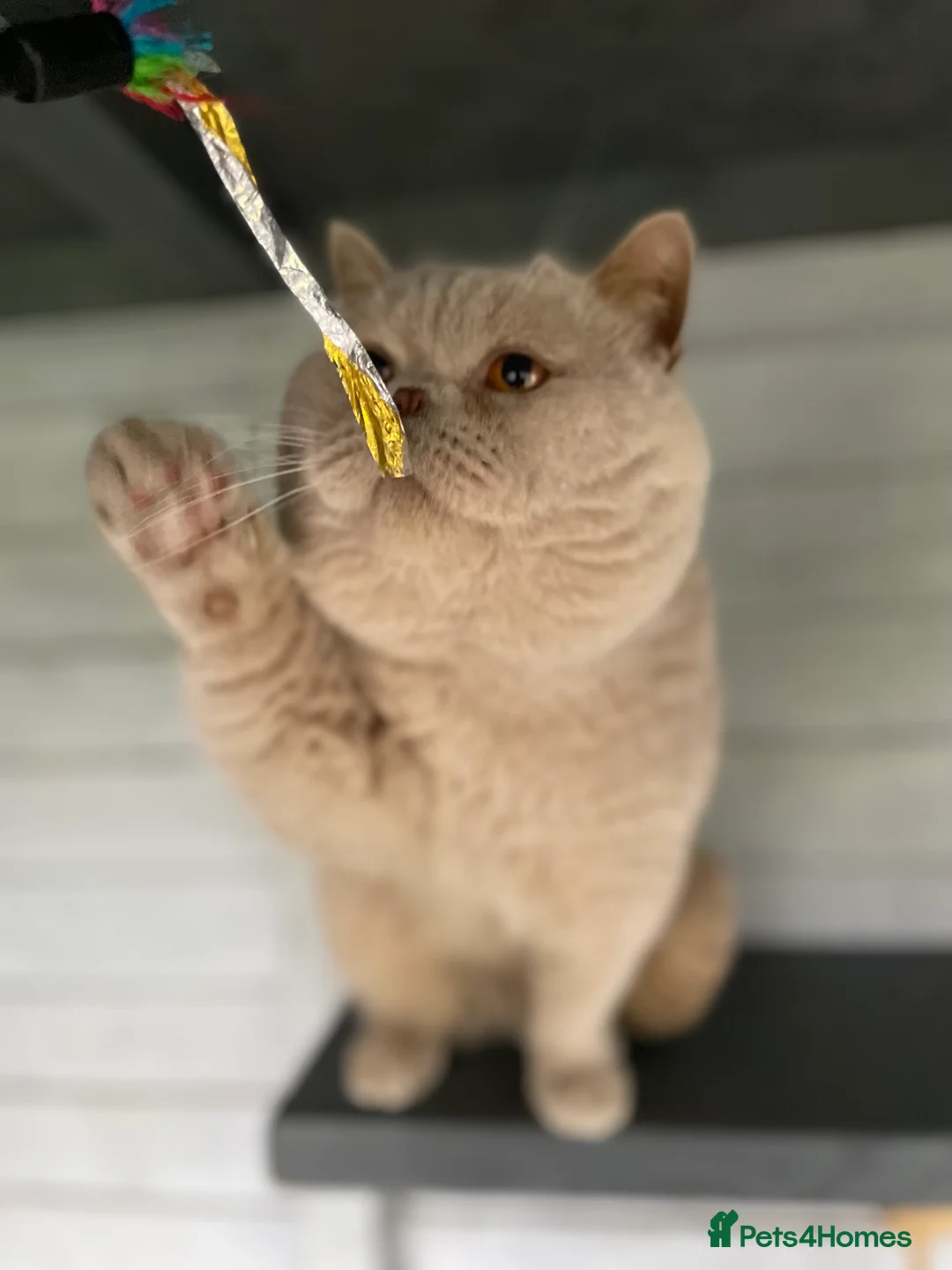 British Shorthair cats for stud: 🔥 GCCF TICA FAWN STUD CARRYING CINNAMON LONGHAIR  in Derby - Advert 5