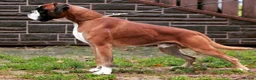 Boxer dogs for sale: 3 Red & White Boxer puppies available  - Advert 6