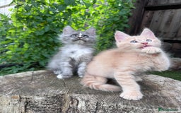 Maine Coon cats for sale: 🌟🌟Beautiful Maine Coon kittens 🌟🌟 - Image 24