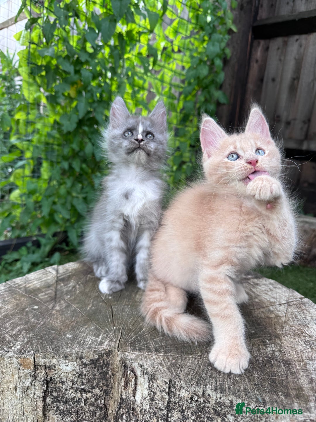 Maine Coon cats for sale: 🌟🌟Beautiful Maine Coon kittens 🌟🌟 - Image 24