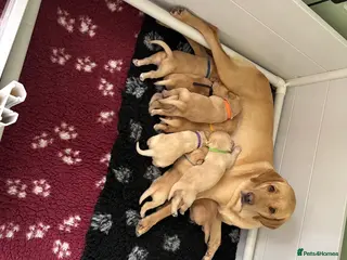 Labrador Retriever dogs Labradors - Advert 2