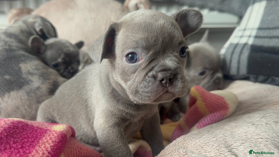 French Bulldog dogs for sale: Lilac blue eyed litter of 6. DWKC registered  - Image 4