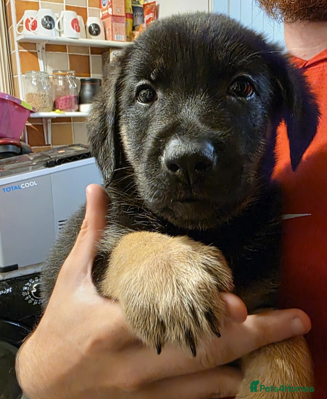 German Shepherd dogs German Shepard x Labrador pups for sale - Advert 2