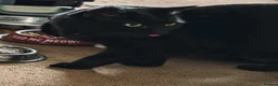 Mixed Breed cats for sale: Cats looking for loving new home  - Advert 3