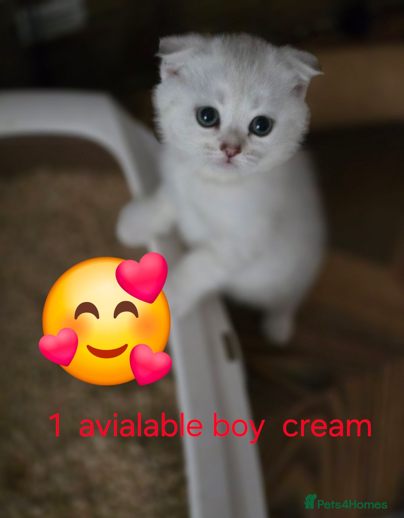 British Shorthair cats 🥰Scottish fold😘 kittens in beautiful colours🩵  - Advert 8