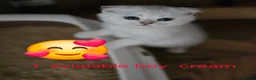 British Shorthair cats for sale: 💗SALE!🥰LAST 2 GIRL 😍Scottish fold😘🩵  - Advert 1