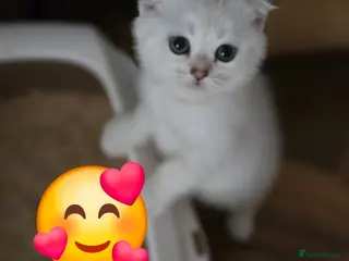 British Shorthair cats 🥰Scottish fold😘 kittens in beautiful colours🩵 - Advert 8