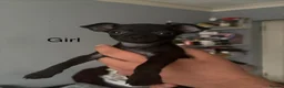 Russian Toy Terrier dogs for sale: Russian toy terrier puppies for sale in Feltham - Advert 5