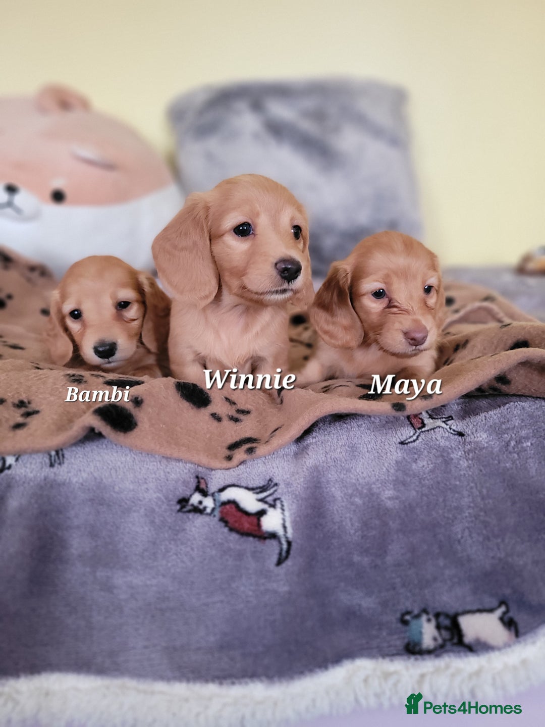 Dachshund dogs for sale: Long Haired KC Miniature Dachshund - Advert 13