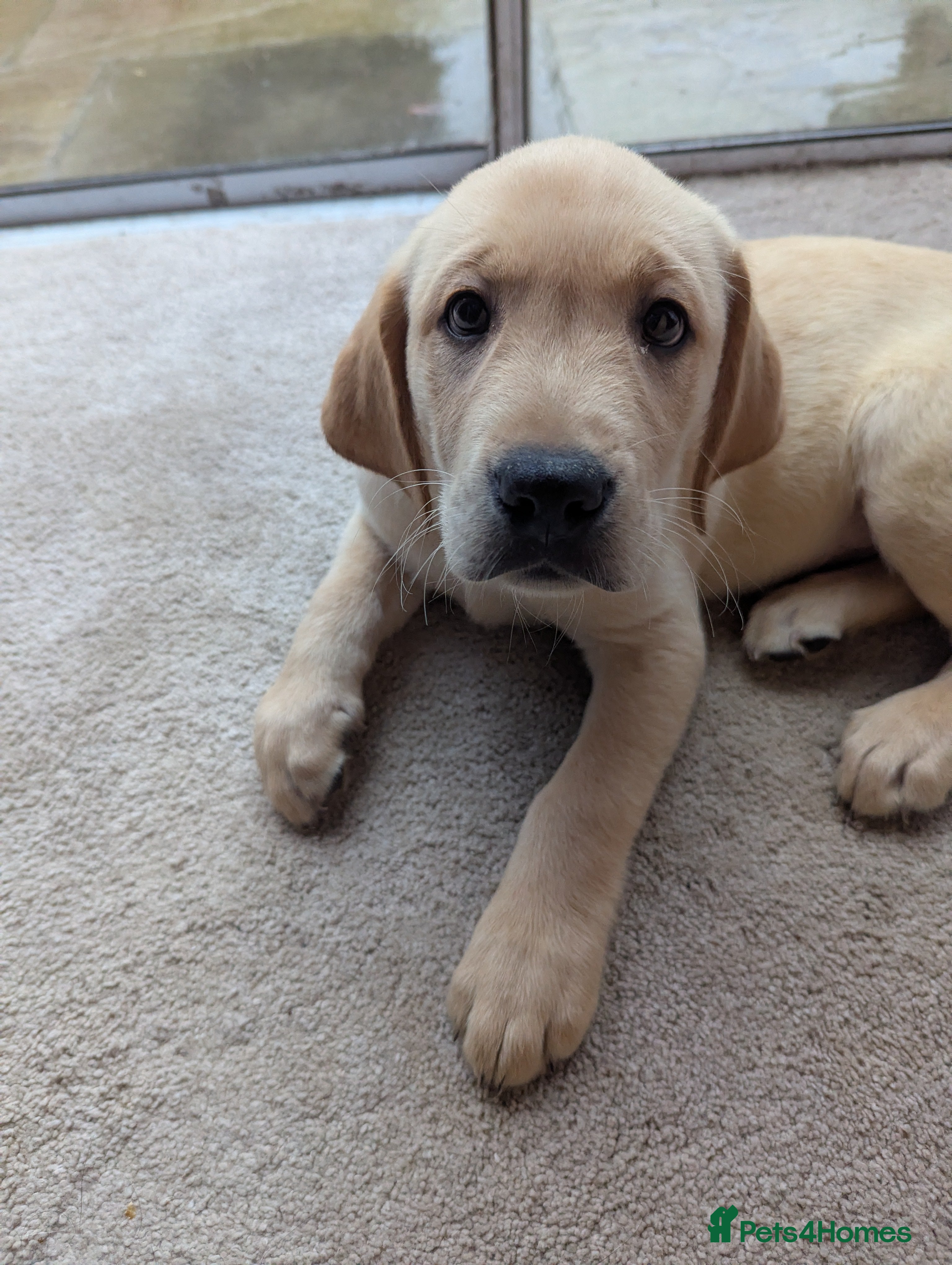 Goldador dogs 9 Week old Goldador Puppies - ready to go - Advert 11