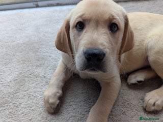 Goldador dogs 9 Week old Goldador Puppies - ready to go - Advert 1