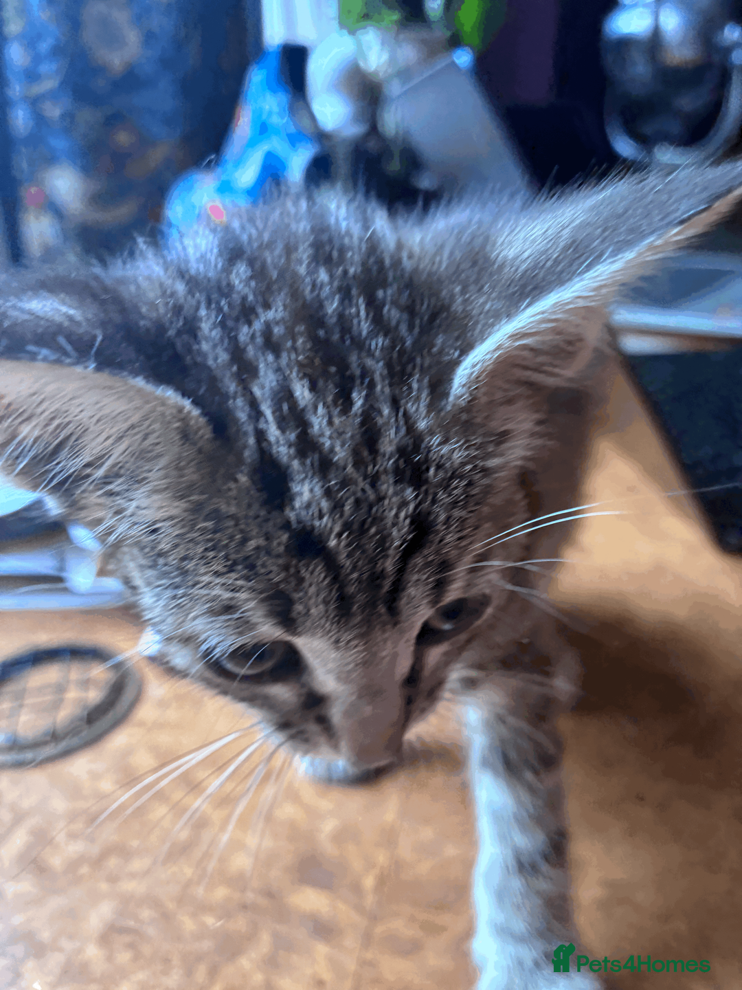 Oriental cats for sale: 6 happy, playful and lovable kittens. in Liverpool - Advert 2