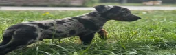 Beauceron dogs for sale: 🌟Merdelaine Beaucerons🌟extensively tested litter - Advert 10