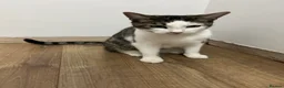 Mixed Breed cats for sale: Siblings cats - Advert 3
