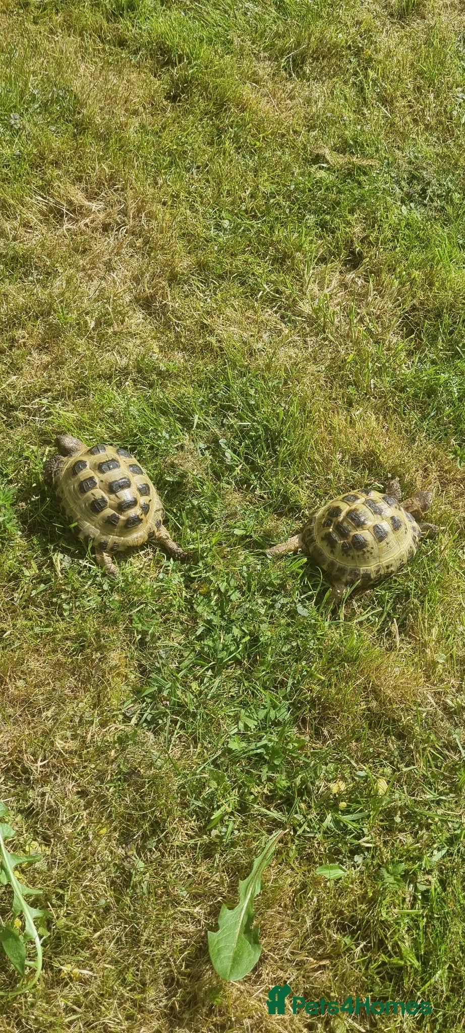 Tortoise reptiles RESERVED Two Horsefield Tortoises - Advert 2