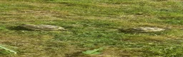 Tortoise reptiles for sale: Two Horsefield Tortoises (1 Male 1 Female) - Advert 2