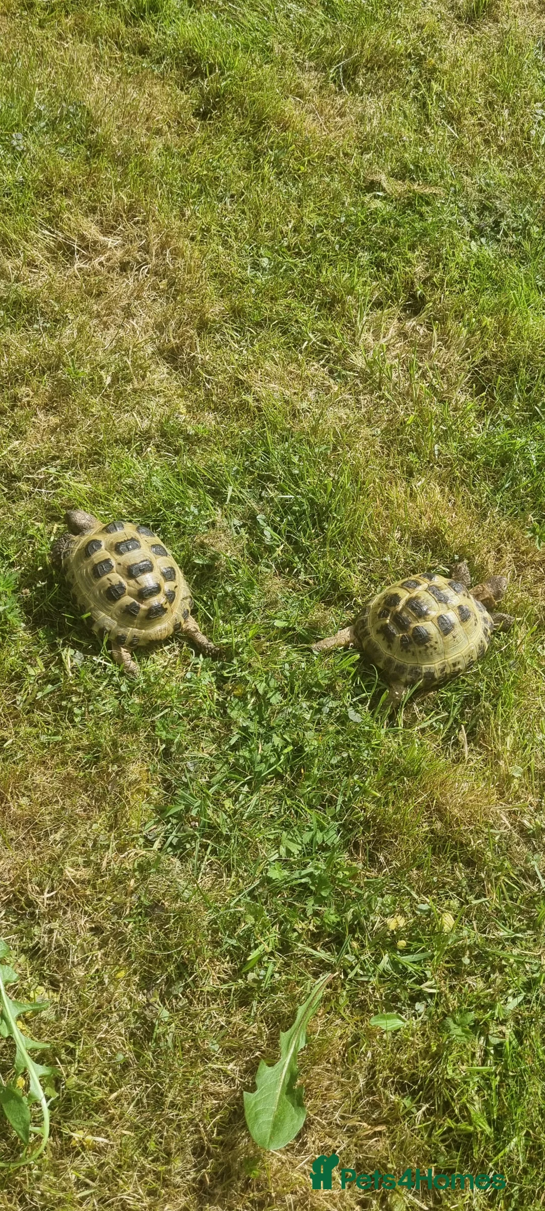 Tortoise reptiles for sale: Two Horsefield Tortoises (1 Male 1 Female) - Advert 2