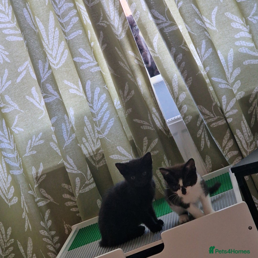 Domestic Shorthair cats for sale: 3 kittens all male.2x all black 1x black and white - Image 9