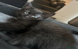 Ragdoll cats for sale: Beautiful half breed ragdoll  - Image 5