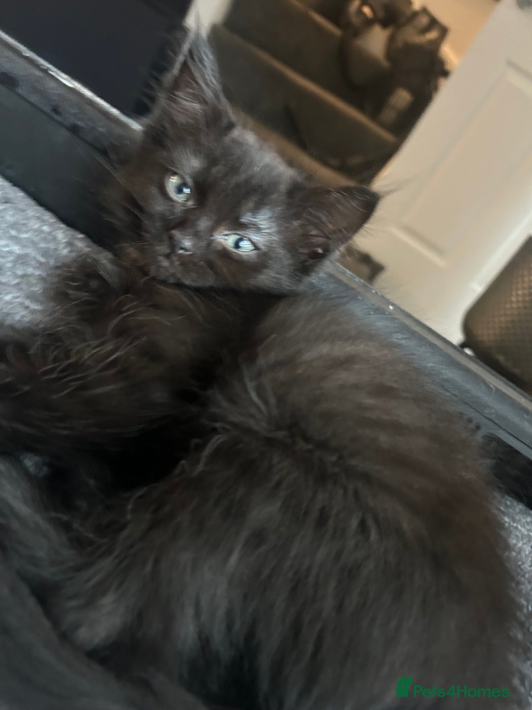 Ragdoll cats for sale: Beautiful half breed ragdoll  - Image 5