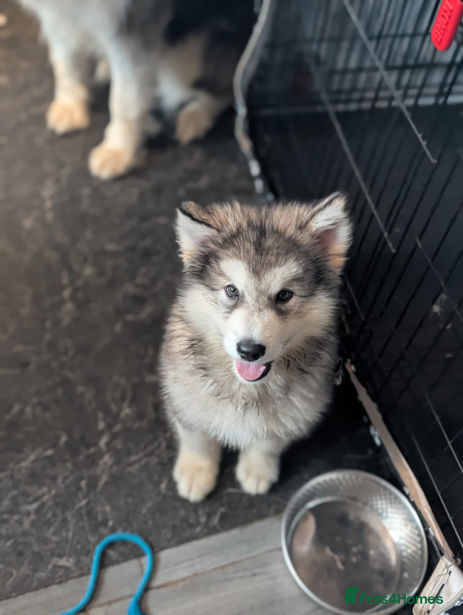 Alaskan Malamute dogs 1 left Ready Now KC Alaskan malamute puppies - Advert 12