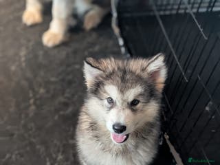 Alaskan Malamute dogs 1 left Ready Now KC Alaskan malamute puppies - Advert 12