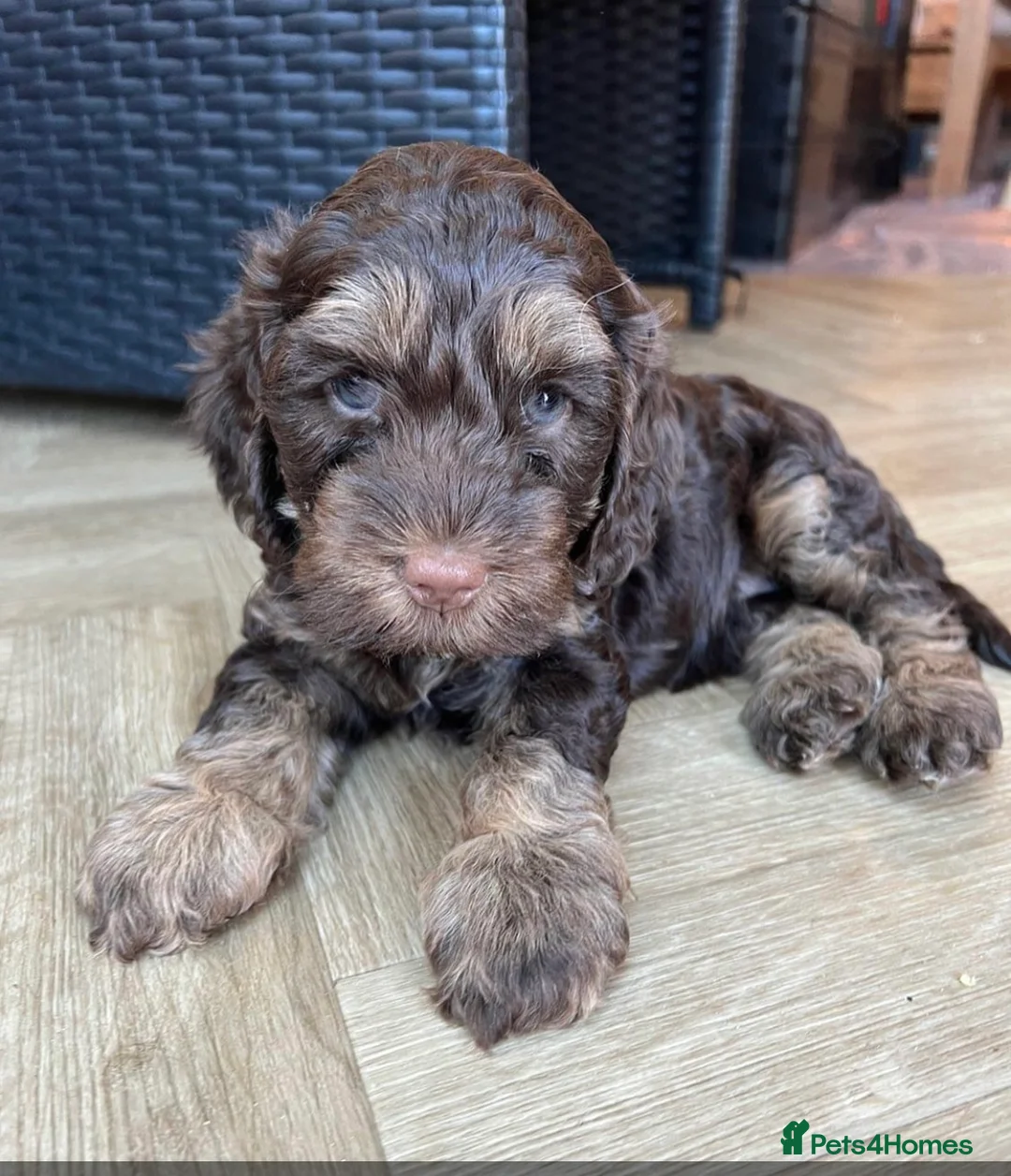 Cockapoo dogs for stud: F1 tri coloured phantom cockapoo for stud in Bournemouth - Advert 21