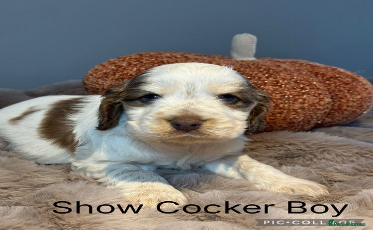 Cocker Spaniel dogs - Advert 3